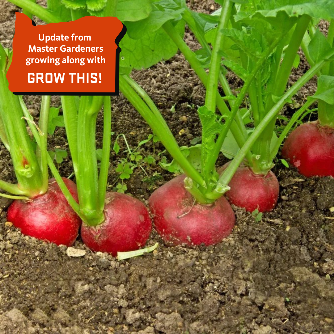 Master gardener grow along update on radishes