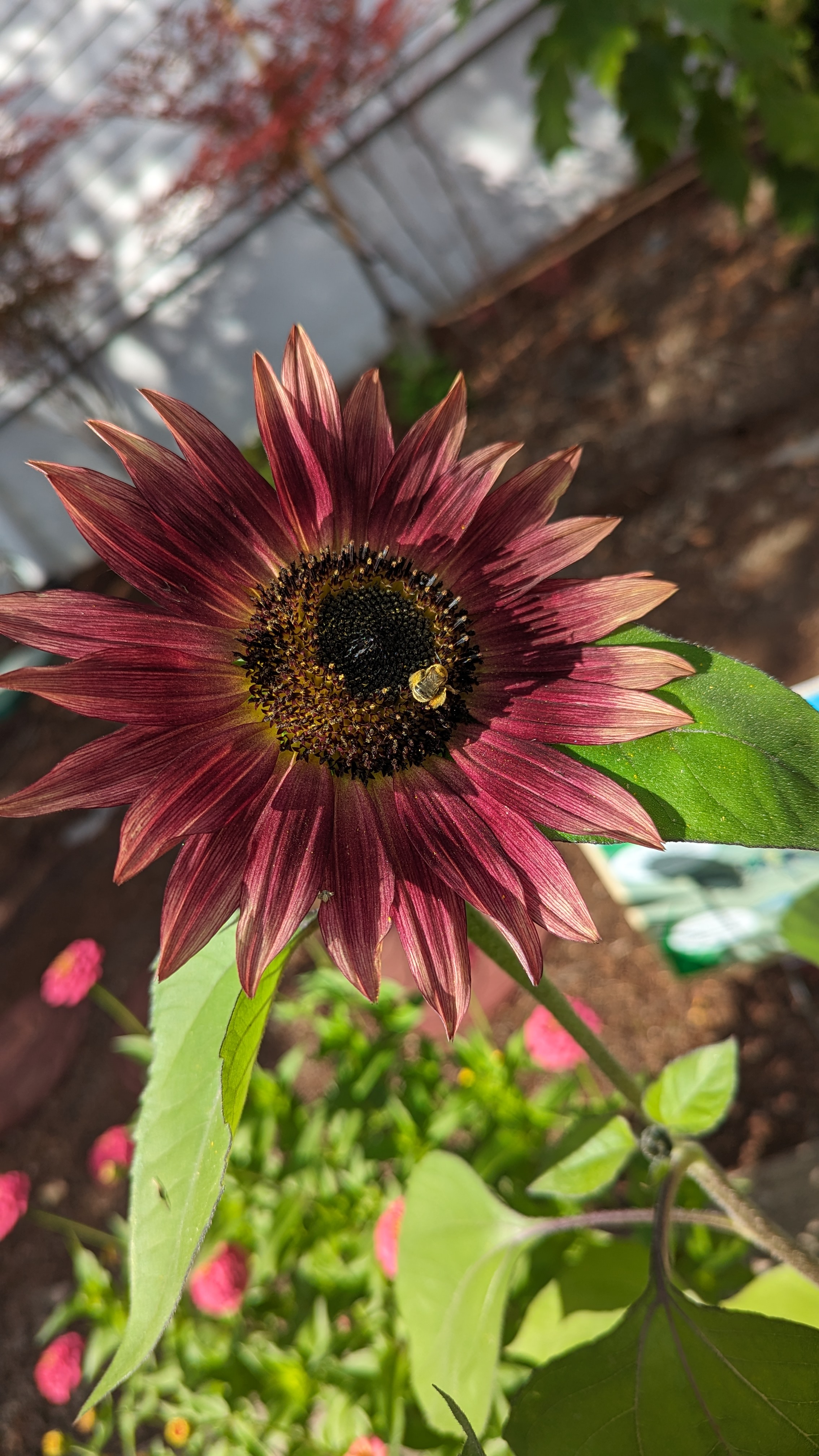 Image of flower from school garden