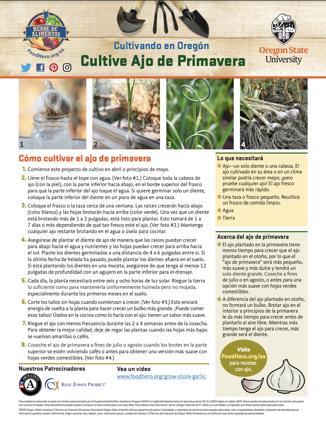 Cultive Ajo de Primavera