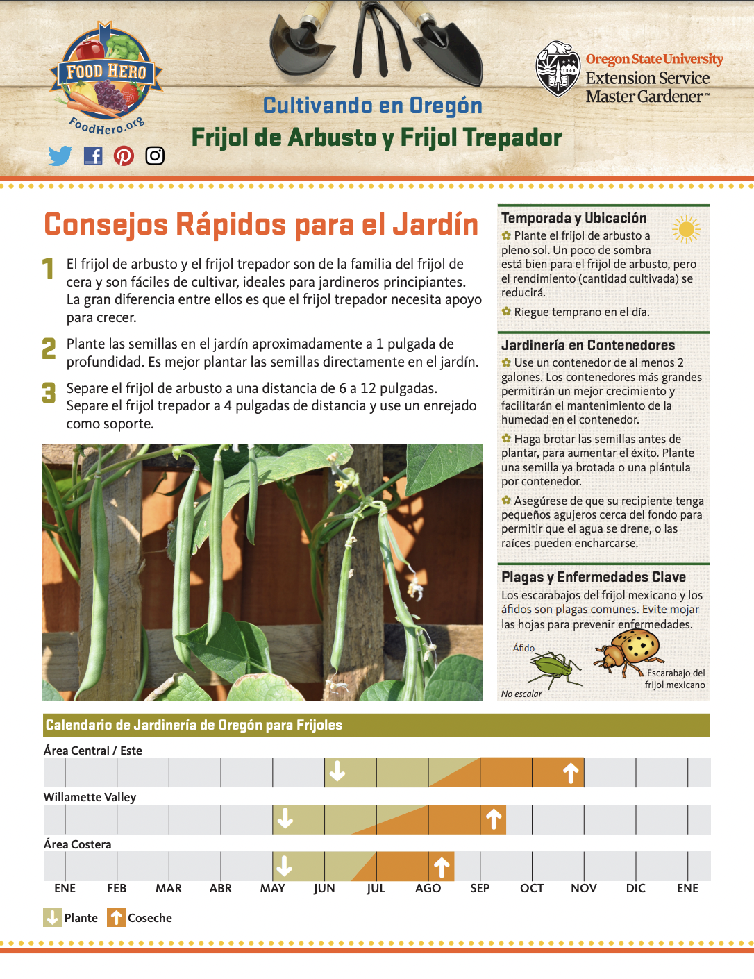 Frijol de Arbusto y Frijol Trepador 1