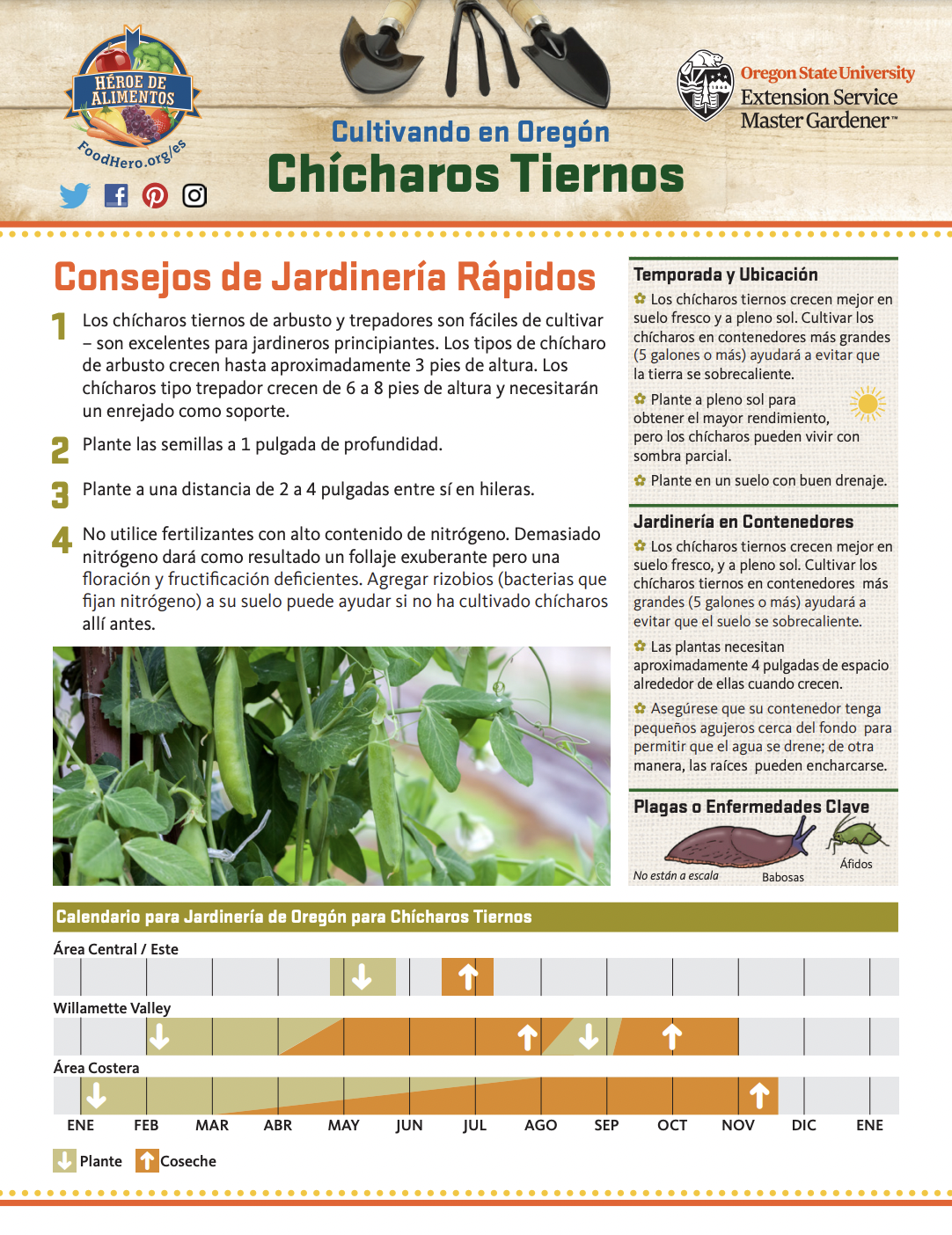 Chícharos Tiernos