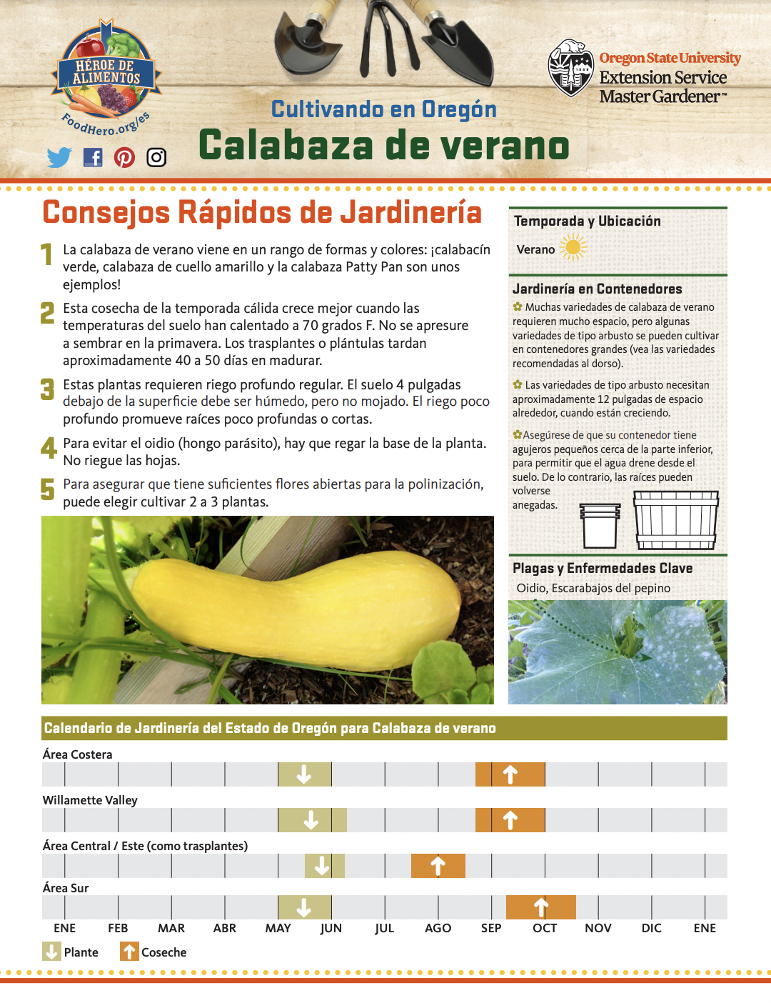 Calabaza de verano