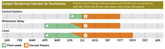 Oregon Gardening Calendar for Sunflowers