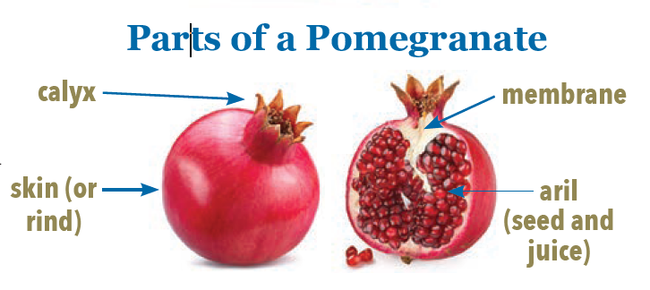 pomagranate pictures with parts labeled