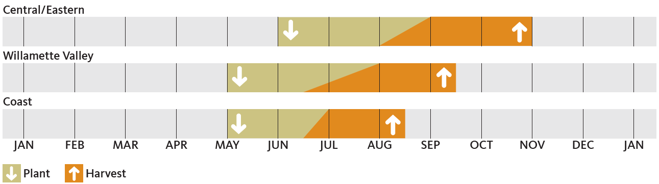 3 regions of Oregon showing months to plant and harvest beans