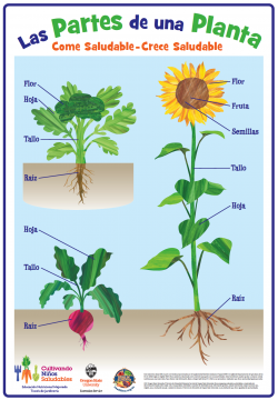 Las Partes de una Planta