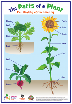 Plant Part Poster