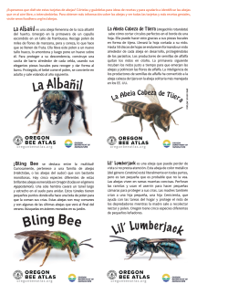 Ejemplo de Tarjetas de Abejas