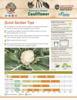 How to grow cauliflower