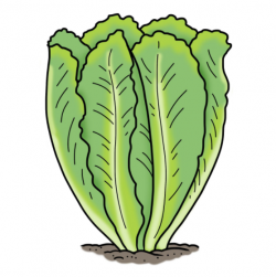 Drawing of green lettuce plant growing in the ground