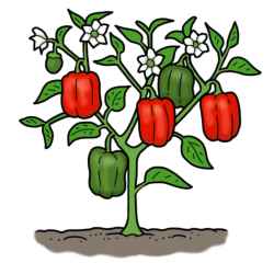 Drawing of pepper plant with red and green peppers