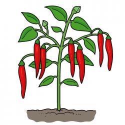 Chiles Picantes