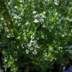 Cilantro Bolting