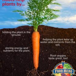 How roots help plants