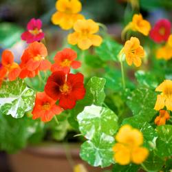 Nasturtiums in a container 