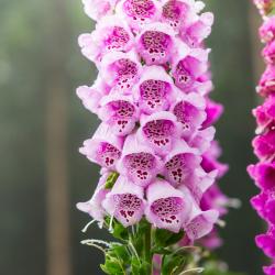 Foxglove Flowers