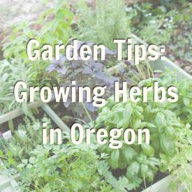 Garden Tips: Growing Herbs in Oregon Blog Promo 