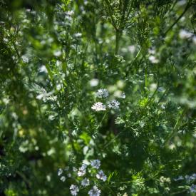 Cilantro Bolting