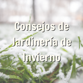 promoción de blog para consejos de jardinería de invierno