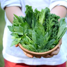 Grow Lettuce with Kids