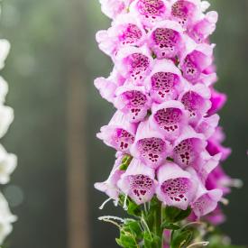 Foxglove Flowers