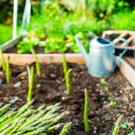 Asparagus Growing