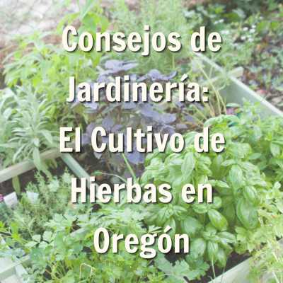 publicación de blog de consejos de jardinería para el cultivo de hierbas en Oregón   