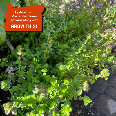 Herb Harvesting in the garden in Oregon 