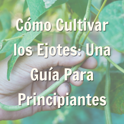 de blog para como cultivar los ejotes: una guía para principiantes