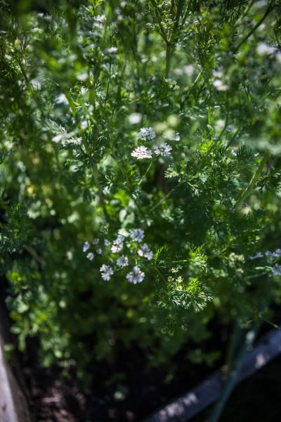 Cilantro Bolting