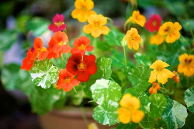 Nasturtiums in a container 