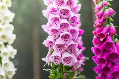 Foxglove Flowers