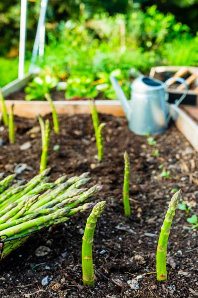 Asparagus Growing