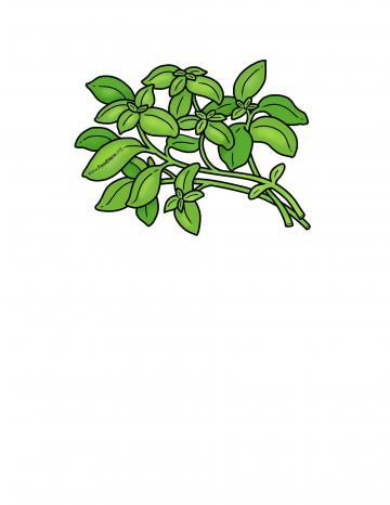 Basil Illustration 