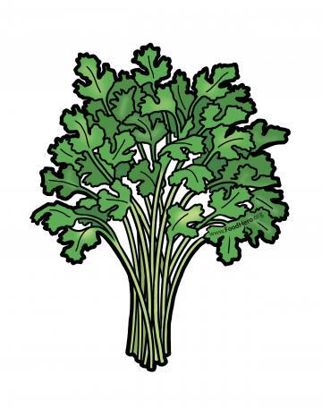 Cilantro Illustration