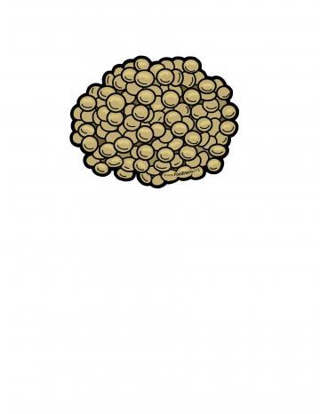 Lentils Illustration