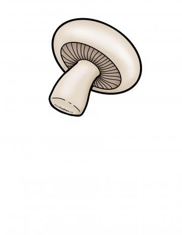 Mushroom Illustration