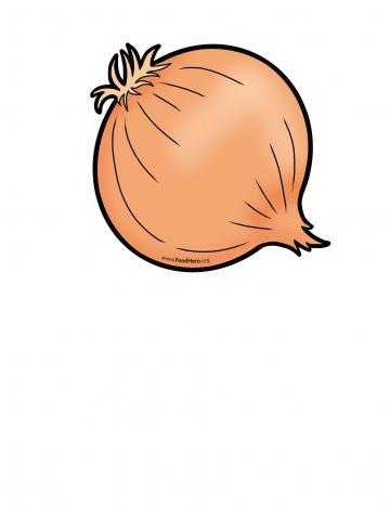 Onion Illustration