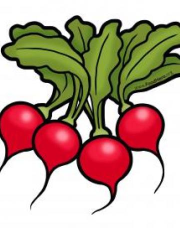 Radishes Illustration 