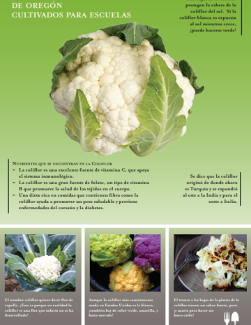 Póster de Coliflor