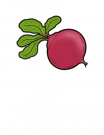 Beet Illustration