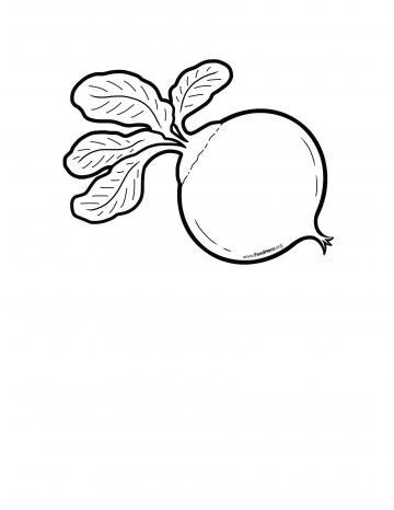 Beet Illustration