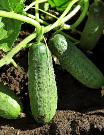 Cucumbers growing