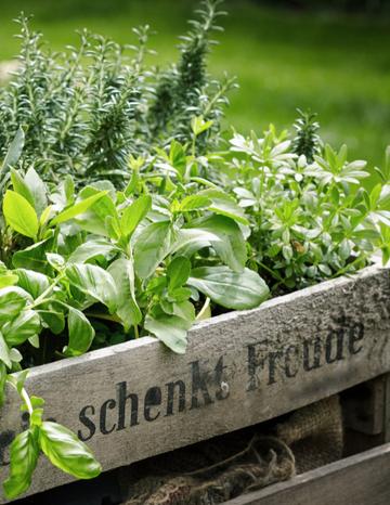 Herbs growing