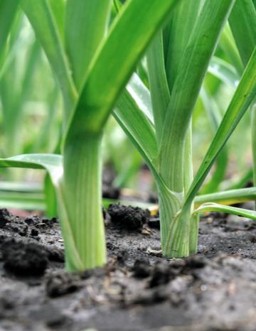 Leeks growing