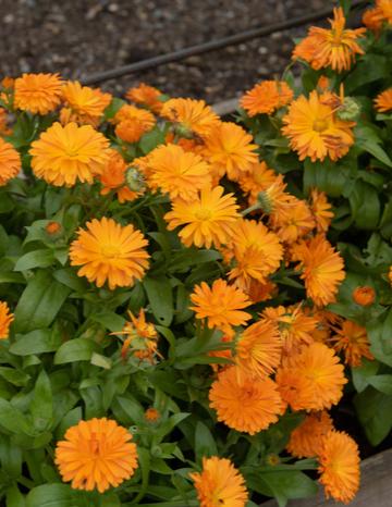 Marigolds growing