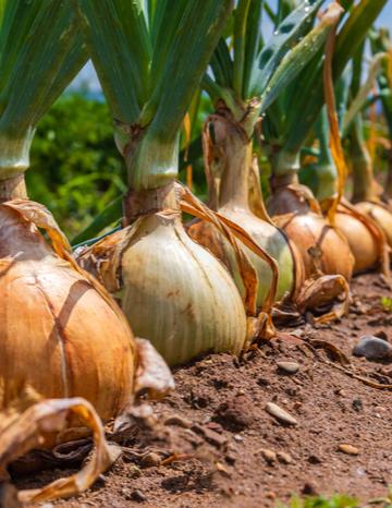 Onion harvesting