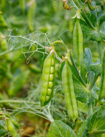 Pea Pods on plants