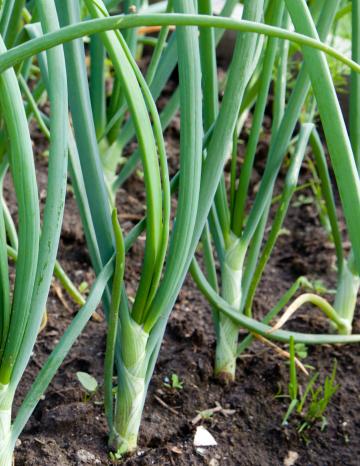 Bunching Onions Growing