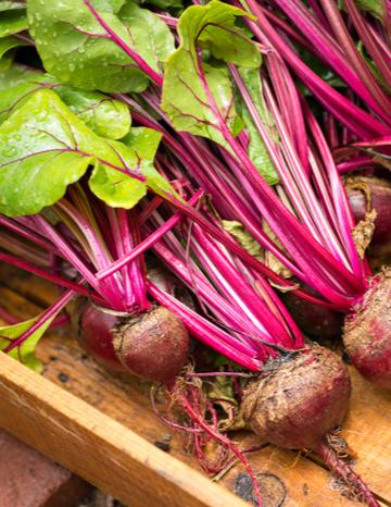 Beets growing